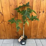 Papája Melónová (Carica papaya) - výška 40-50 cm, kont. C1.5L 